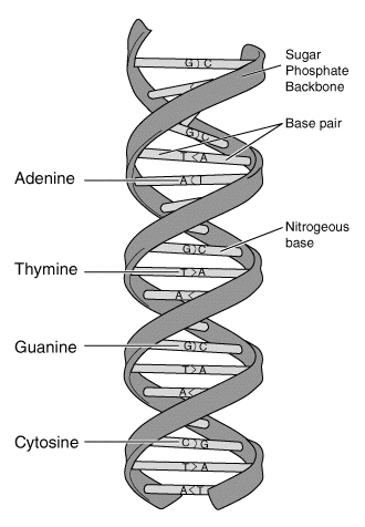 File:DNA-structure-and-bases.png