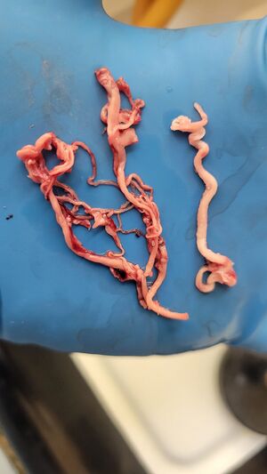 R hirschman-X-post-1675718295989768192-F0FYyz-XoAEDLaY.jpg